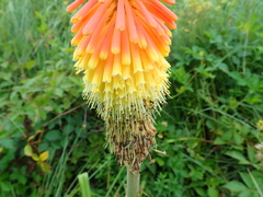Kniphofia tysonii
