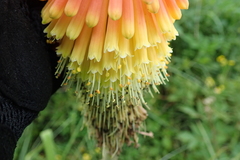 Kniphofia tysonii