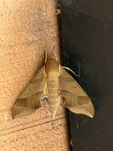 Virginia Creeper Sphinx