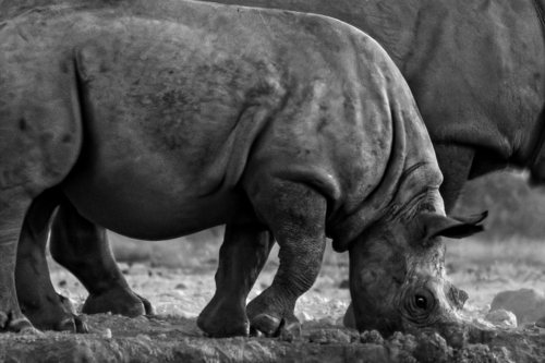 Black Rhinoceros