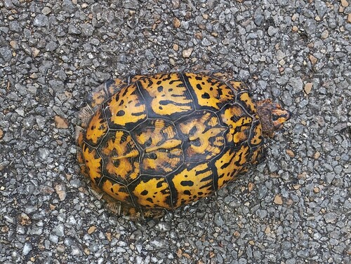 Common Box Turtle