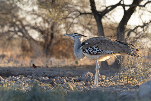 Kori Bustard