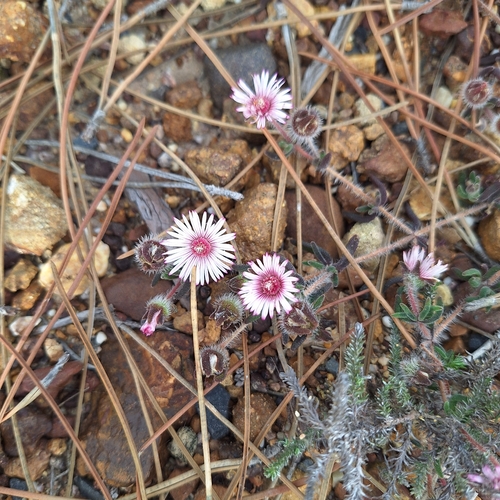 Drosanthemum striatum, photograph 5