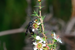 Laeviscolia frontalis