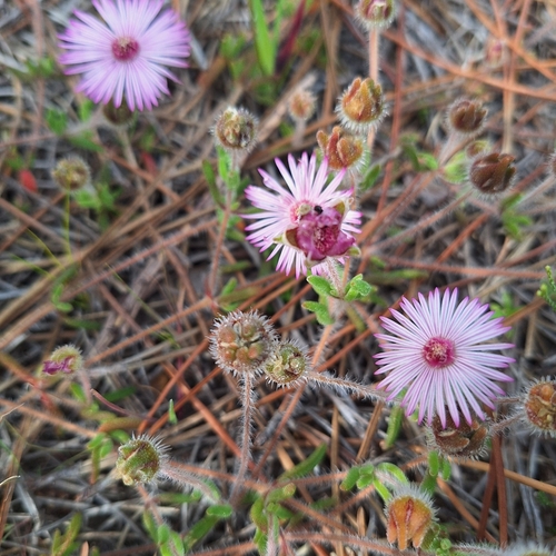 Drosanthemum striatum, photograph 6