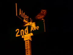 Aegolius acadicus brooksi