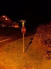 Aegolius acadicus brooksi