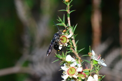Laeviscolia frontalis