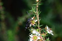 Laeviscolia frontalis