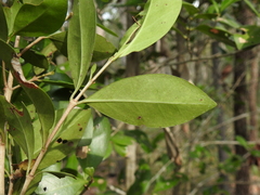 Cyclophyllum coprosmoides coprosmoides