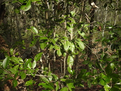 Cyclophyllum coprosmoides coprosmoides