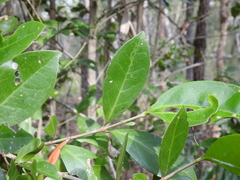 Cyclophyllum coprosmoides coprosmoides