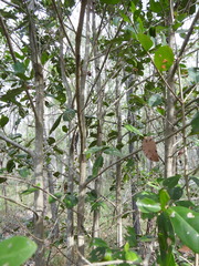 Cyclophyllum coprosmoides coprosmoides