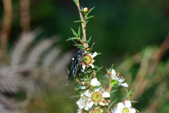 Laeviscolia frontalis