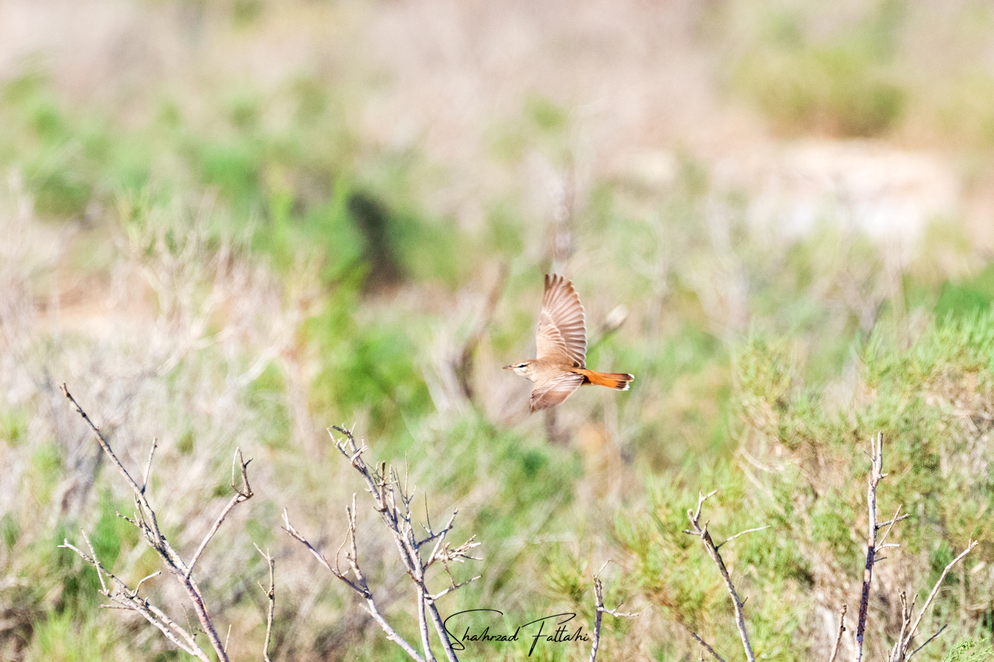 Rufous-tailed Scrub Robin