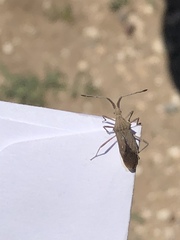 Chariesterus antennator