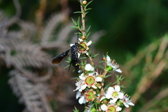 Laeviscolia frontalis