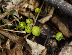 Chrysosplenium kamtschaticum