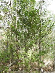 Cyclophyllum coprosmoides coprosmoides
