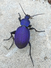 Carabus scabrosus tauricus