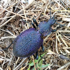 Carabus scabrosus tauricus
