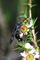Laeviscolia frontalis