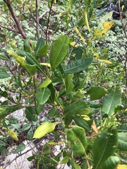 Dodonaea viscosa burmanniana