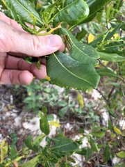 Dodonaea viscosa burmanniana