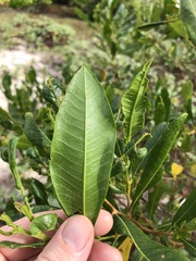 Dodonaea viscosa burmanniana