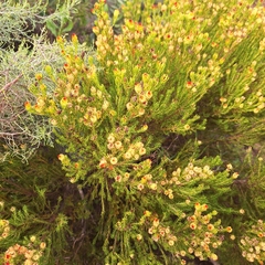 Leucadendron teretifolium