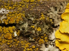Phaeophyscia nigricans