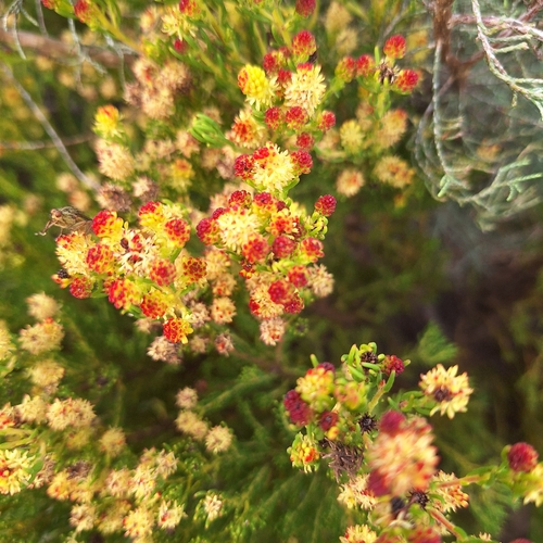 Leucadendron teretifolium, photograph 1