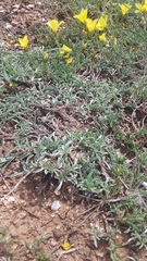 Convolvulus holosericeus