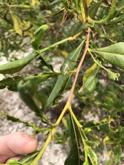 Dodonaea viscosa burmanniana