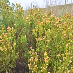 (c) Adele SL, some rights reserved (CC BY) Leucadendron teretifolium, photograph (c) Adele SL, some rights reserved (CC BY)