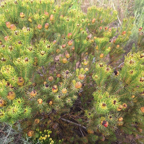 Leucadendron teretifolium, photograph 3