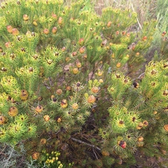 (c) Adele SL, some rights reserved (CC BY) Leucadendron teretifolium, photograph (c) Adele SL, some rights reserved (CC BY)