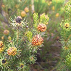 (c) Adele SL, some rights reserved (CC BY) Leucadendron teretifolium, photograph (c) Adele SL, some rights reserved (CC BY)