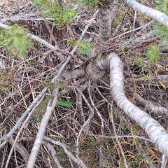 (c) Adele SL, some rights reserved (CC BY) Leucadendron teretifolium, photograph (c) Adele SL, some rights reserved (CC BY)