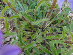 Campanula lingulata
