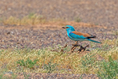 Coracias garrulus