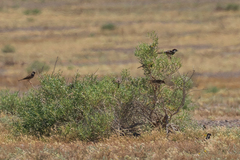 Passer hispaniolensis