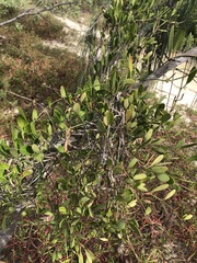 Vincetoxicum carnosum