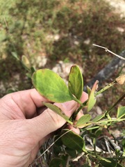 Vincetoxicum carnosum