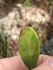 Vincetoxicum carnosum