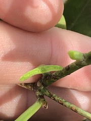 Vincetoxicum carnosum