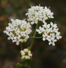 Platysace deflexa
