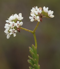 Platysace deflexa