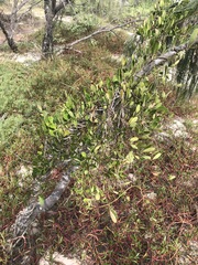 Vincetoxicum carnosum