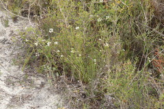 Platysace deflexa